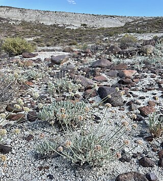 <i>Eriogonum diatomaceum</i> Species of wild buckwheat