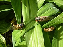 Predator satiation has evolved as a reproductive pattern in periodical cicadas of the genus Magicicada. Cicadalilies.JPG