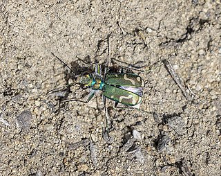 <i>Cicindela decemnotata</i> Species of beetle