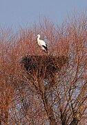 27.2.08 Weißstorch