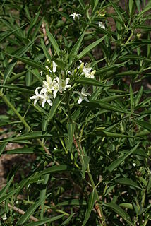 <i>Clerodendrum heterophyllum</i> Species of flowering plant