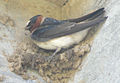 Cliff Swallow in Santa Cruz, California