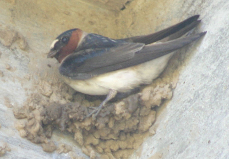 File:Cliff Swallow Santa Cruz.jpg