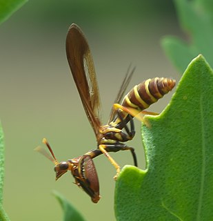 <i>Climaciella</i> Genus of wasps