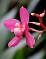 Oncidium roseum