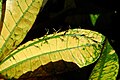 Inflorescence femelle