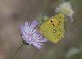 * Nomination A male Clouded Yellow (Colias croceus). Adana, Turkey. --Zcebeci 16:08, 3 July 2016 (UTC) * Promotion Good quality. --Johann Jaritz 16:13, 3 July 2016 (UTC)