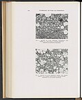 Thumbnail for File:Collected Studies on the Pathology of War Gas Poisoning - DPLA - 7c26adc4cb97e88f92485ae74a5b2dfd (page 39).jpg