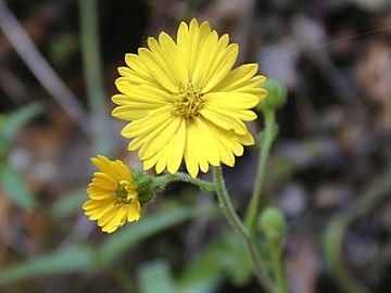 Stems and flowers; Santa Cruz Mountains, California