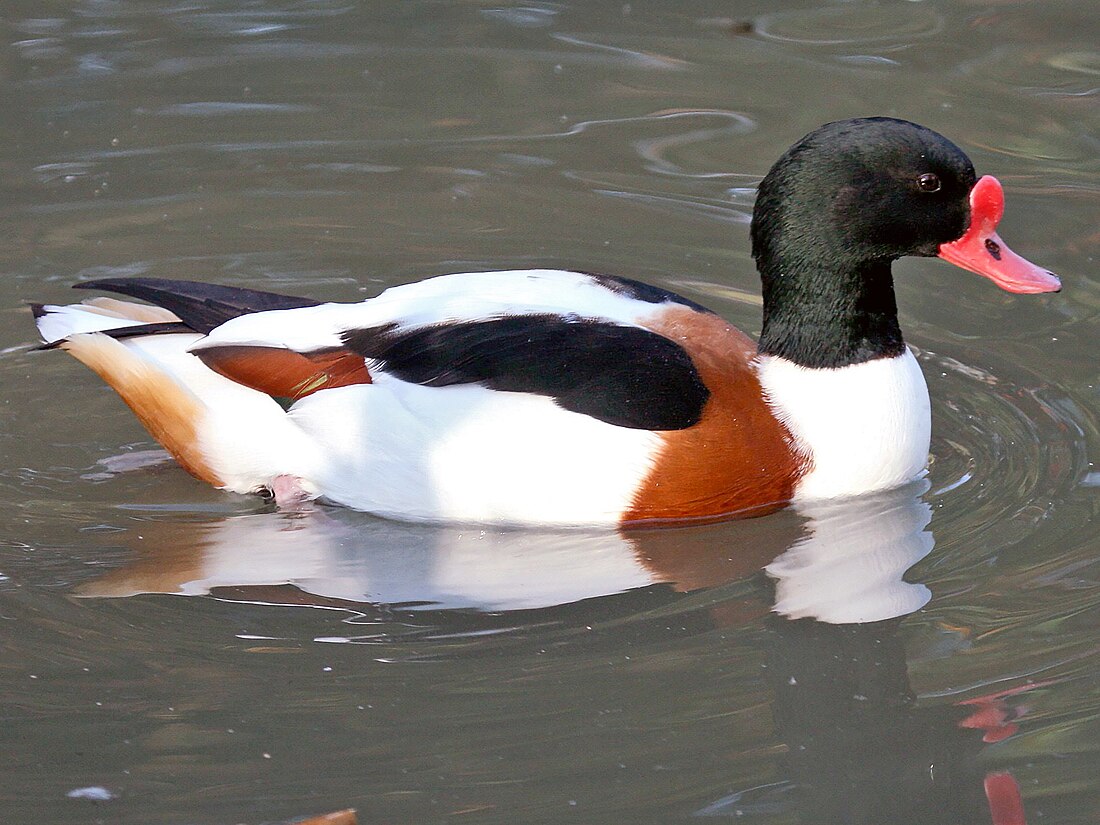 Pato branco