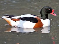 Shelduck, Common Tadorna tadorna