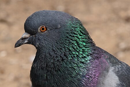 Common pigeon at Waterloo Park, London, United Kingdom 01