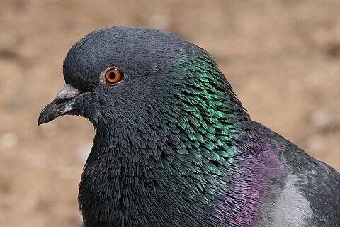 Portrait of a Common pigeon at Waterloo Park