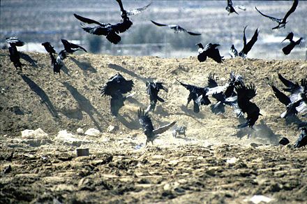 Вороны живут стаями. Стая ворон. Вороны стая. Стая Воронов. Стая ворон фото.