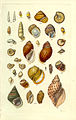 25. Colorful land shells