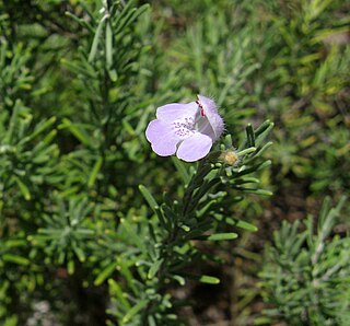 <i>Conradina canescens</i> Species of flowering plant