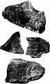 Contributions to Canadian palæontology (1885) (20160102754).jpg