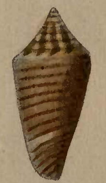 Conus largilliertii 001.jpg