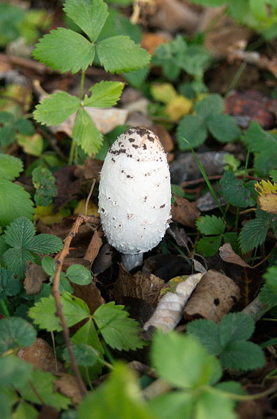 File:Coprinus comatus THWZ 1.jpg