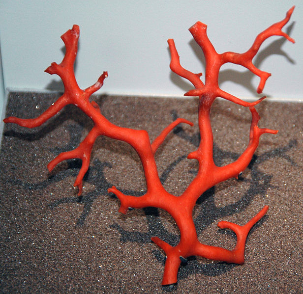 File:Corallium rubrum (red coral) 1 (15691074776).jpg