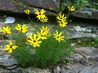 <i>Coreopsis pulchra</i> Species of flowering plant