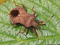 Coreus marginatus (Linnaeus, 1758)