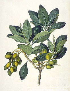 Karaka (tree) Species of plant