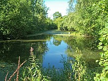 Dammed river with lily pads and algae, lined by deciduous trees Cotswold pool - geograph.org.uk - 235455.jpg