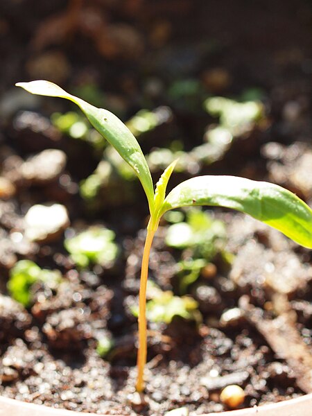 File:Cotyledons Acer heldreichii Orph. ex Boiss. ssp. heldreichii.JPG