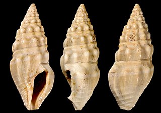 <i>Crassispira lesbarritzensis</i> Extinct species of gastropod