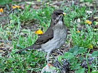 Thrush, Eastern Slaty Turdus subalaris