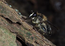 Criorhina pachymera, Foret indivise de Stambruges (Beloeil; Saint-Ghislain), Hainaut, Belgique (28343250968).jpg