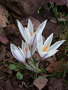 Crocus aleppicus 1.JPG