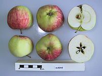 Cross section of Duegne, National Fruit Collection (acc. 1947-121) .jpg