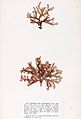 Cryptopleura ramosa, planche de l'herbier des frères Crouan (Pierre-Louis et Hippolyte-Marie).