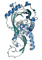 Vignette pour D-Aminoacide oxydase