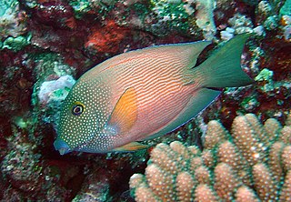 <i>Ctenochaetus cyanocheilus</i> Species of fish