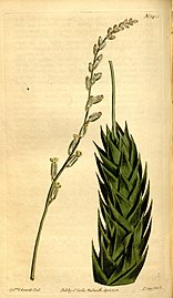 Curtis's botanical magazine (Plate 1455) (8246936159).jpg