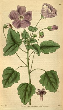 Curtis 'botanisches Magazin (Tafel 3100) (8411507410) .jpg