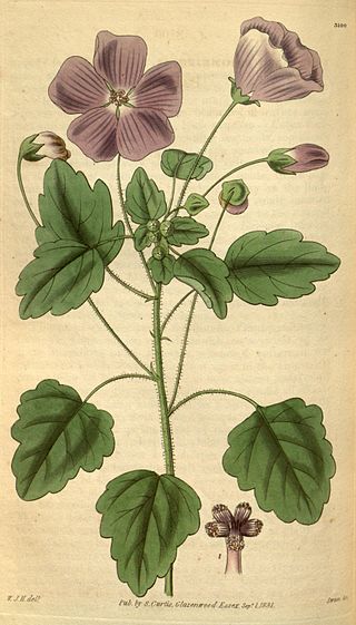 <i>Palaua</i> (plant) Genus of flowering plants