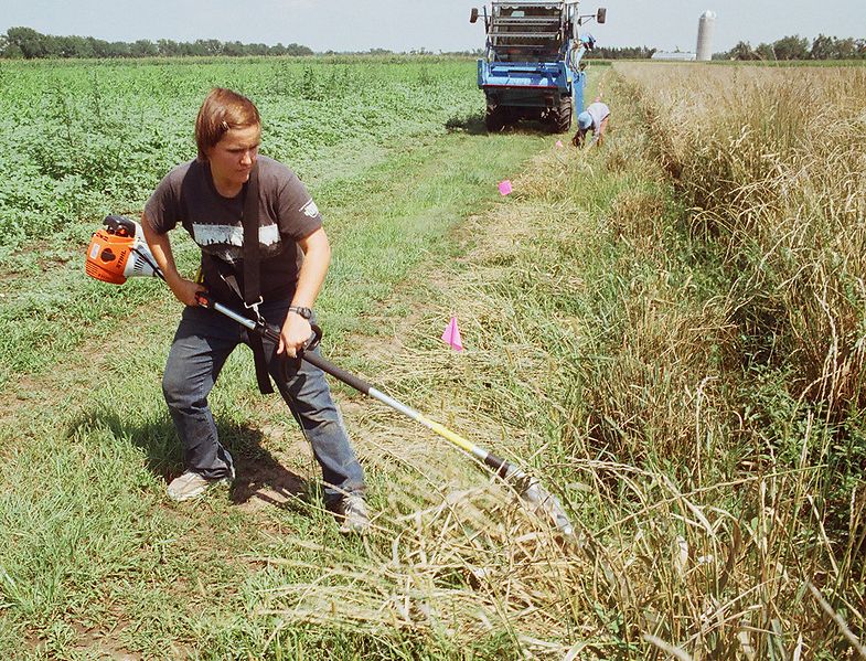 File:Cutting Thinopyrum intermedium plants with a hedge trimmer.JPG