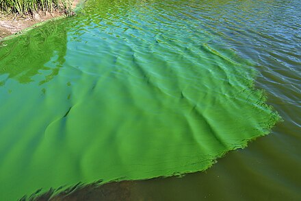 English: Bloom of cyanobacteria in a freshwater pond. This accumulation in one corner of the pond was caused by wind drift. It looked as if someone had dumped a bucket color into the water. Cyanobacteria Aggregation2.jpg