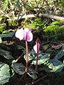 Flowers of Cyclamen coum among leaf of Cyclamen hederifolium