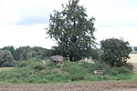 Großsteingrab Wilsen (Kuchelmiß) 2