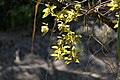 Cymbidium hookerianum