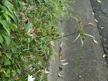 Cyperus cyperoides