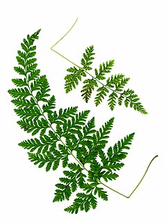 <i>Cystopteris tenuis</i> Species of fern