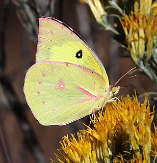 <i>Zerene cesonia</i> Species of butterfly