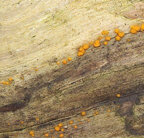 Beskrivelse af Dacrymyces stillatus.jpg-billedet.