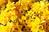 Daffodils St David's Day at the Senedd 2012 Dydd Gwyl Dewi yn y Senedd.jpg